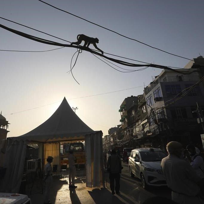 Our ancient animal ancestors had tails. Why don't we?